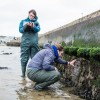 豆奶视频 researchers examining artificial rockpools in Poole Harbour